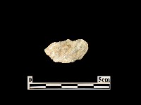 貝殼藏品圖，第2張