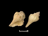 貝殼藏品圖，第2張