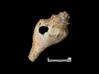 貝殼藏品圖，第1張