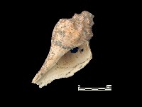 貝殼藏品圖，第2張