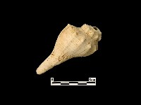 貝殼藏品圖，第2張