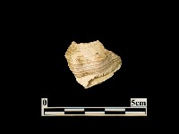 貝殼藏品圖，第2張