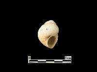 貝殼藏品圖，第2張