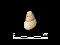 貝殼藏品圖，第2張