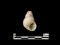 貝殼藏品圖，第1張