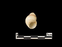 貝殼藏品圖，第1張