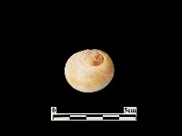 貝殼藏品圖，第2張