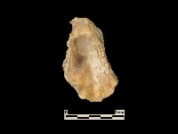 貝殼藏品圖，第2張