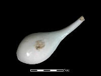 湯匙藏品圖，第3張