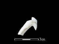 湯匙藏品圖，第1張