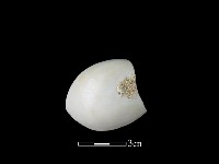 湯匙藏品圖，第2張