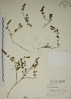 爵床藏品圖，第1張