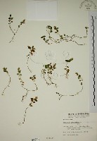 爵床藏品圖，第1張