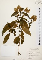 臺灣鱗球花藏品圖，第1張
