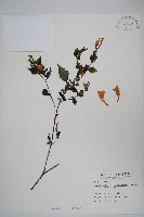 曲莖馬藍藏品圖，第1張