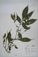 腺萼馬藍藏品圖，第1張