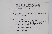 腺萼馬藍藏品圖，第2張