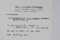 曲莖馬藍藏品圖，第2張