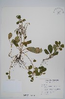 哈哼花藏品圖，第1張