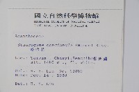 哈哼花藏品圖，第2張