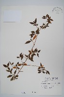 立鶴花藏品圖，第1張