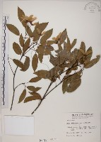 樟葉槭, 飛蛾子樹藏品圖，第1張