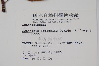 闊葉獼猴桃藏品圖，第2張