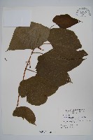 華八角楓藏品圖，第1張