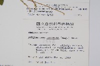 日本牛膝藏品圖，第2張