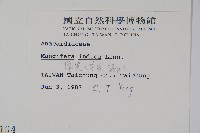 芒果、檬果、檨仔藏品圖，第2張