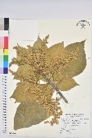 芒果、檬果、檨仔藏品圖，第3張