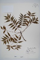 黃連木、爛心木藏品圖，第1張