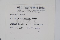 黃連木、爛心木藏品圖，第2張