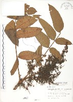 羅氏鹽膚木藏品圖，第1張