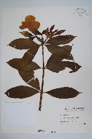 軟枝黃蟬藏品圖，第1張