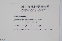 軟枝黃蟬藏品圖，第2張