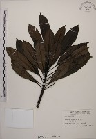 海檬果藏品圖，第1張