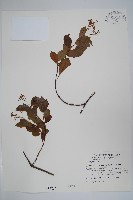 酸藤藏品圖，第1張