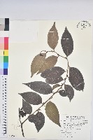 酸藤藏品圖，第3張