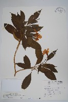 南洋馬蹄花藏品圖，第1張