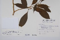 南洋馬蹄花藏品圖，第2張