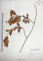 絡石藏品圖，第1張