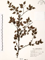 燈稱花、烏雞骨藏品圖，第1張