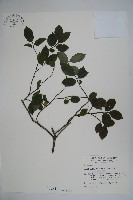 密毛假黃楊藏品圖，第1張