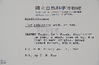 密毛假黃楊藏品圖，第2張