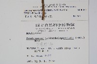 臺灣樹參藏品圖，第2張