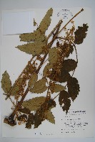 鵲不踏藏品圖，第1張