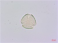 鵲不踏藏品圖，第2張