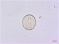 鵲不踏藏品圖，第3張