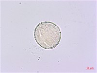 鵲不踏藏品圖，第4張